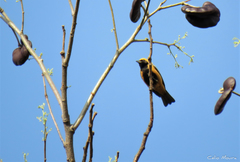 Stilpnia cayana flava