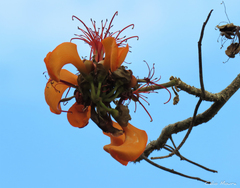 Erythrina velutina