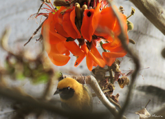 Stilpnia cayana flava