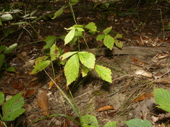 Rubus meracus