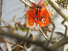 Stilpnia cayana flava