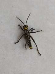 Tropidacris cristata grandis