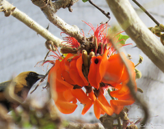 Stilpnia cayana flava