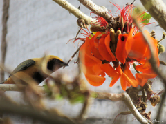 Stilpnia cayana flava