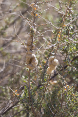 Asphondylia floccosa
