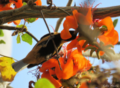 Stilpnia cayana flava