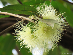 Syzygium jambos