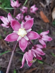 Asclepias mcvaughii