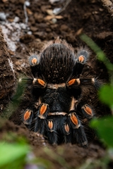 Brachypelma auratum