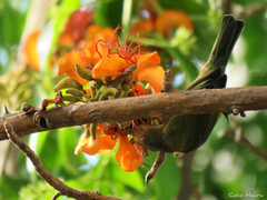 Stilpnia cayana flava