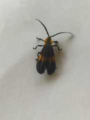 Calopterini
