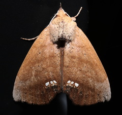 Hyperlopha aridela
