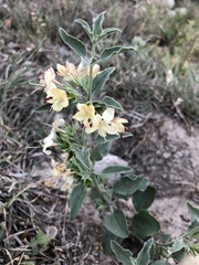 Tetraclea coulteri