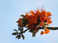 Erythrina velutina