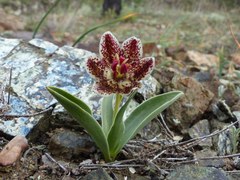 Fritillaria purdyi