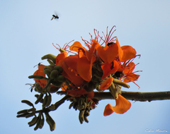 Erythrina velutina