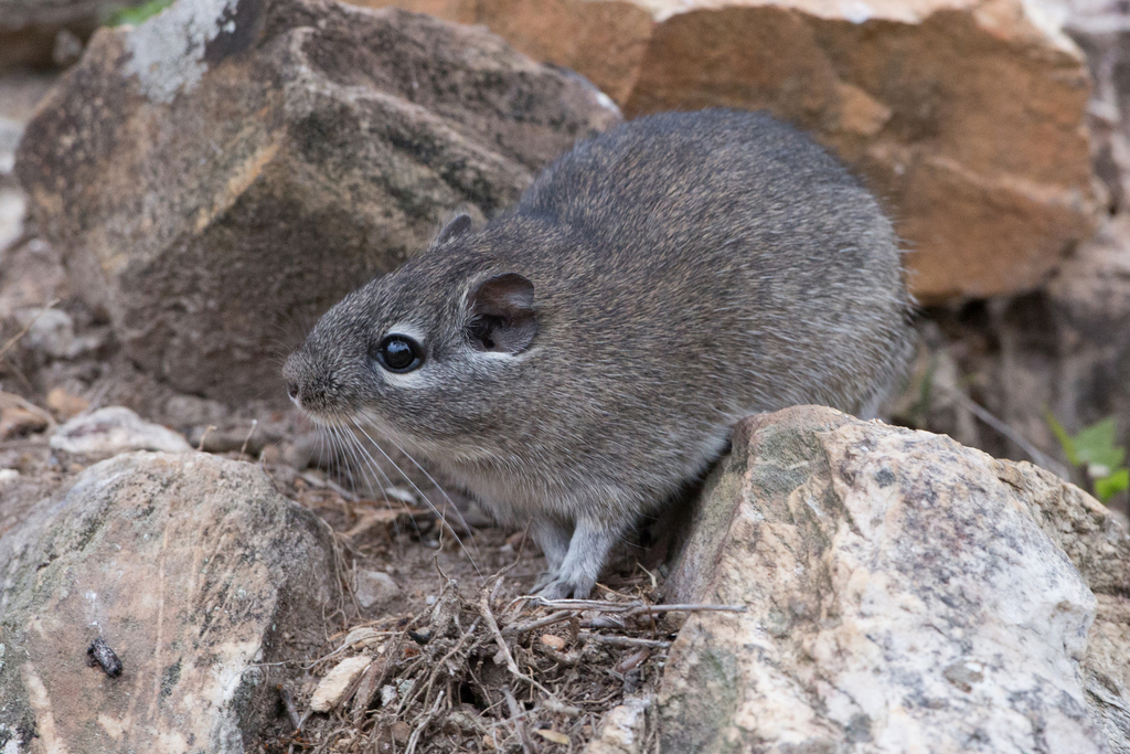 Common Punare