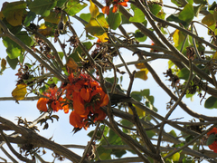 Erythrina velutina
