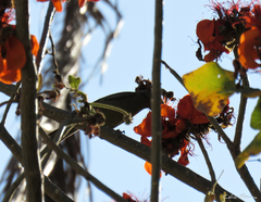 Stilpnia cayana flava