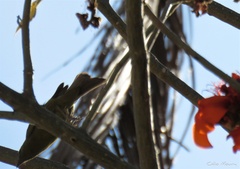 Stilpnia cayana flava