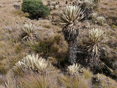 Espeletia conglomerata