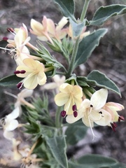 Tetraclea coulteri