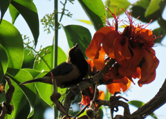 Stilpnia cayana flava