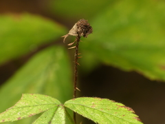 Rubus meracus