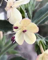 Tetraclea coulteri