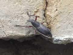 Alocorhinus curtisii