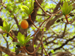 Terminalia corrugata