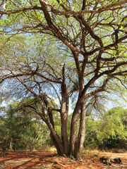 Terminalia corrugata