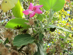 Pavonia malacophylla