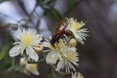 Polistes billardieri