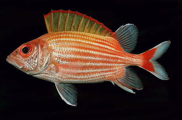 Yellow-Striped Squirrelfish