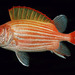 Yellowstripe Soldierfish - Photo (c) Randall, J.E., some rights reserved (CC BY-NC)