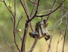 Polistes cinerascens