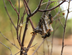 Polistes cinerascens