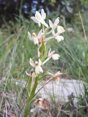 Orchis provincialis