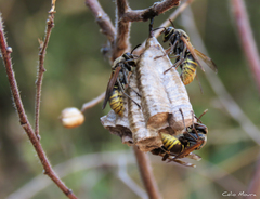 Polistes cinerascens
