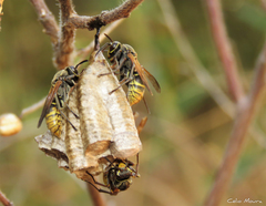 Polistes cinerascens