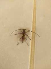 Ambonus distinctus