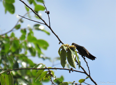 Chlorostilbon lucidus