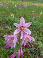 Fritillaria pluriflora