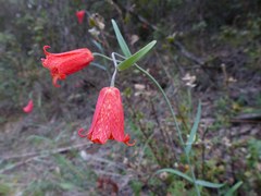 Fritillaria recurva