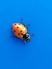 Hippodamia convergens