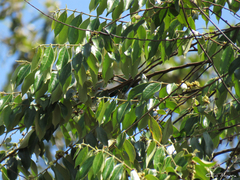 Casearia grandiflora