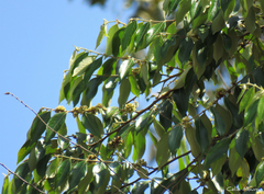 Casearia grandiflora