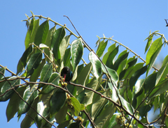 Chlorostilbon lucidus