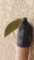Phylloptera